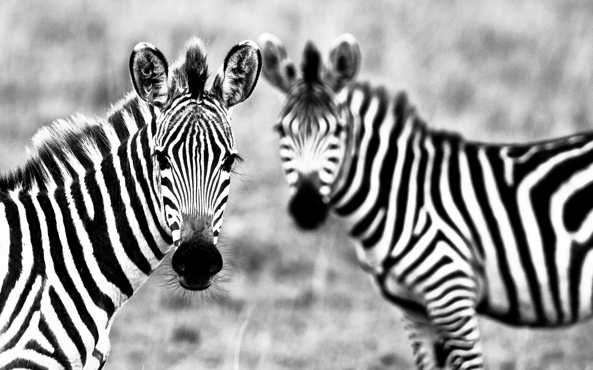 Download Animals Zebra Wallpaper Image Photo And Picture
