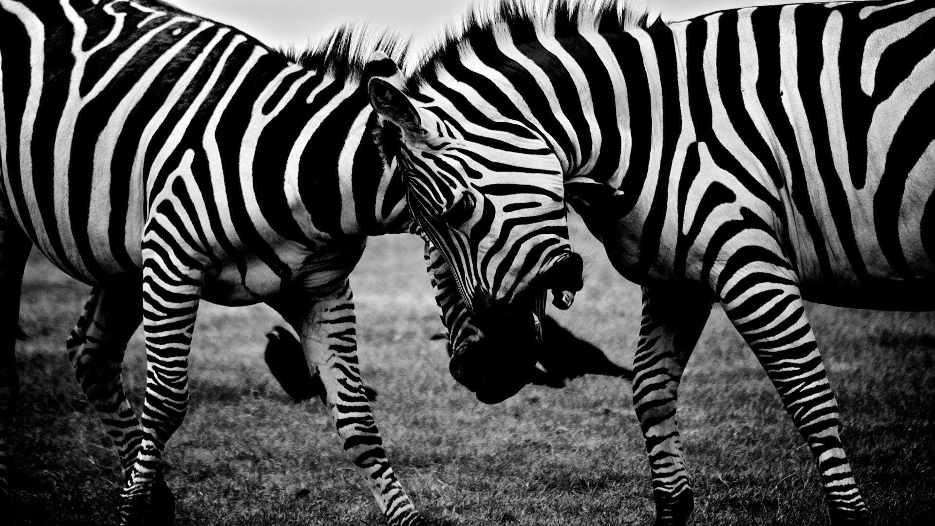 Animals > Zebras Covers, Wallpaper and Background on MobDecor