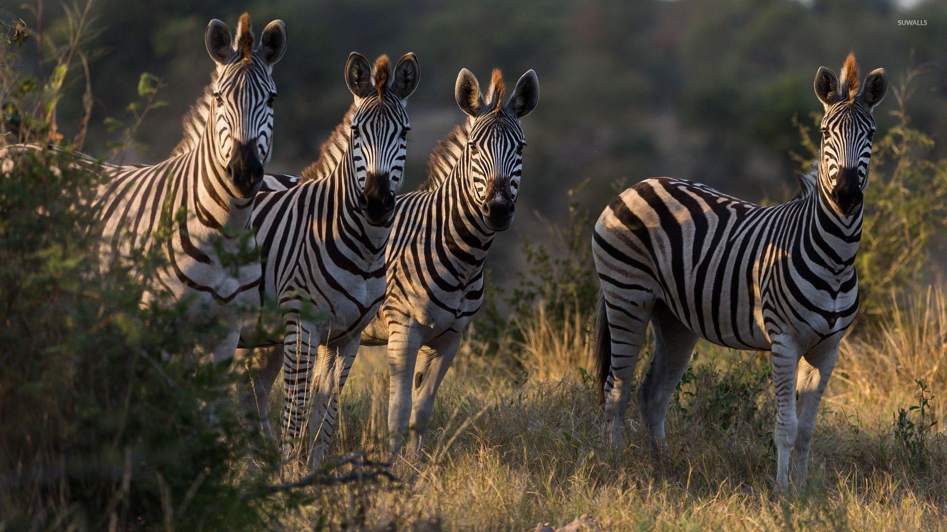 Zebras drinking water from the river wallpaper wallpaper