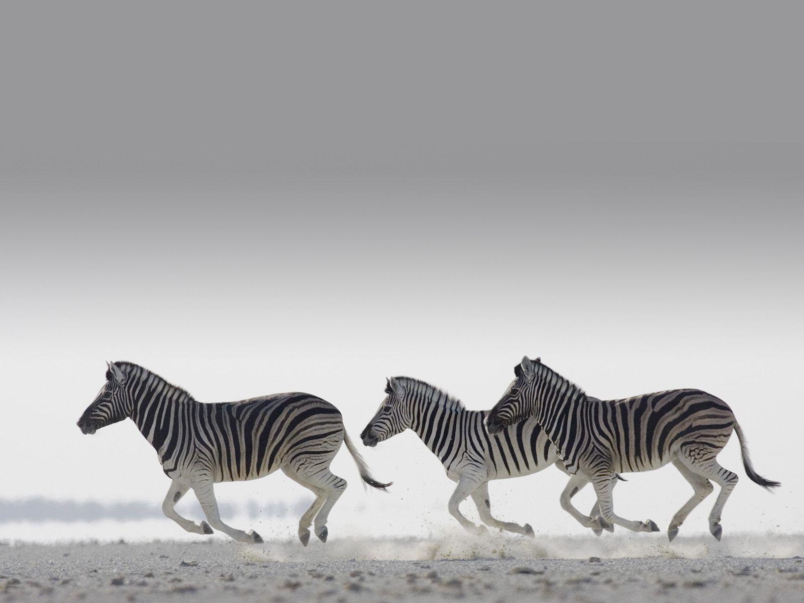 Zebras HD wallpaper