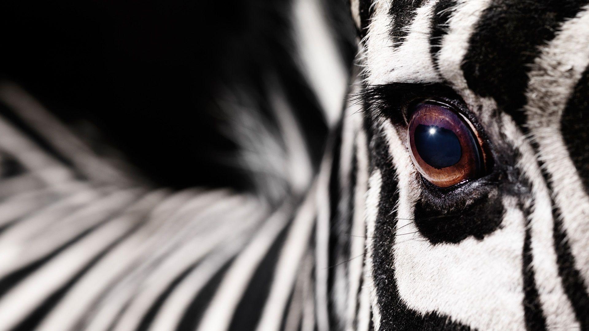 Download Zebra Wallpaper App Gallery 1920×1200 Zebra Image