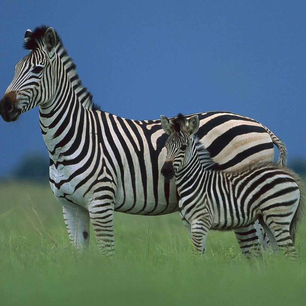 Baby Zebra Facts, Wallpaper, Info on Stripes & What It's Called