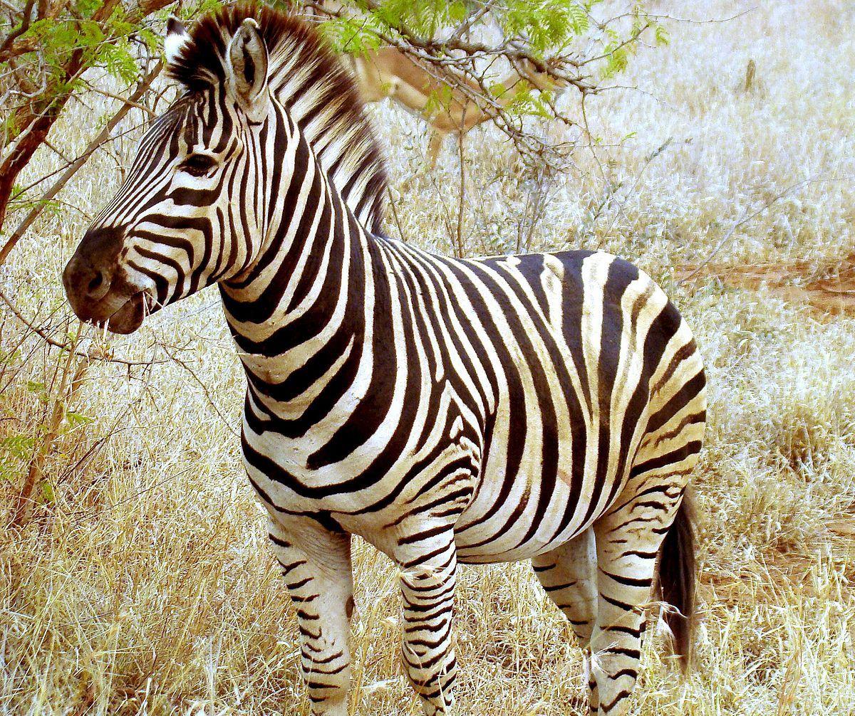 Zebra Animals High Defination Wallpaper Hq Download