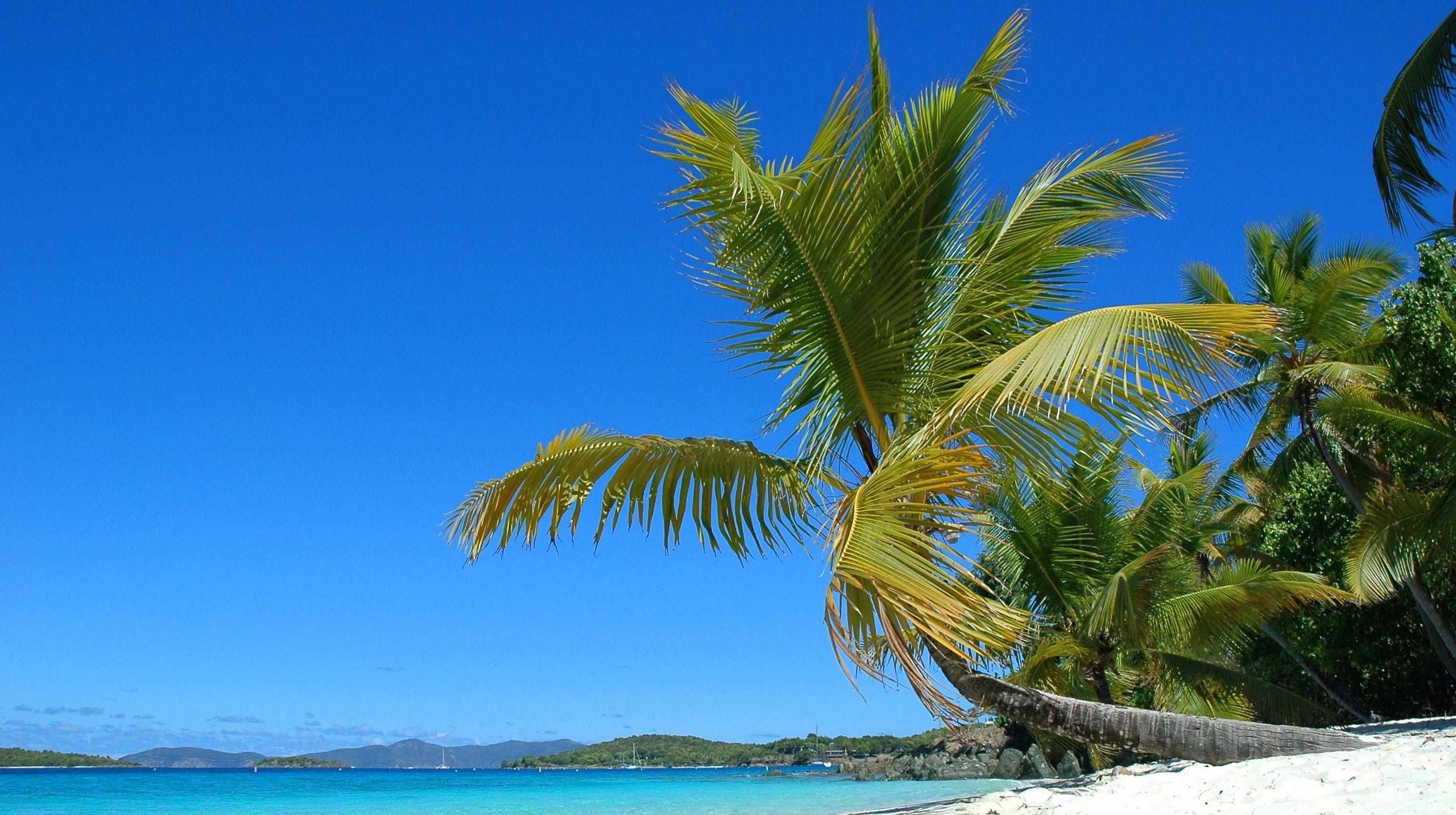 Beach: Solomon Islands South Pacific Water Palms Summer Sea