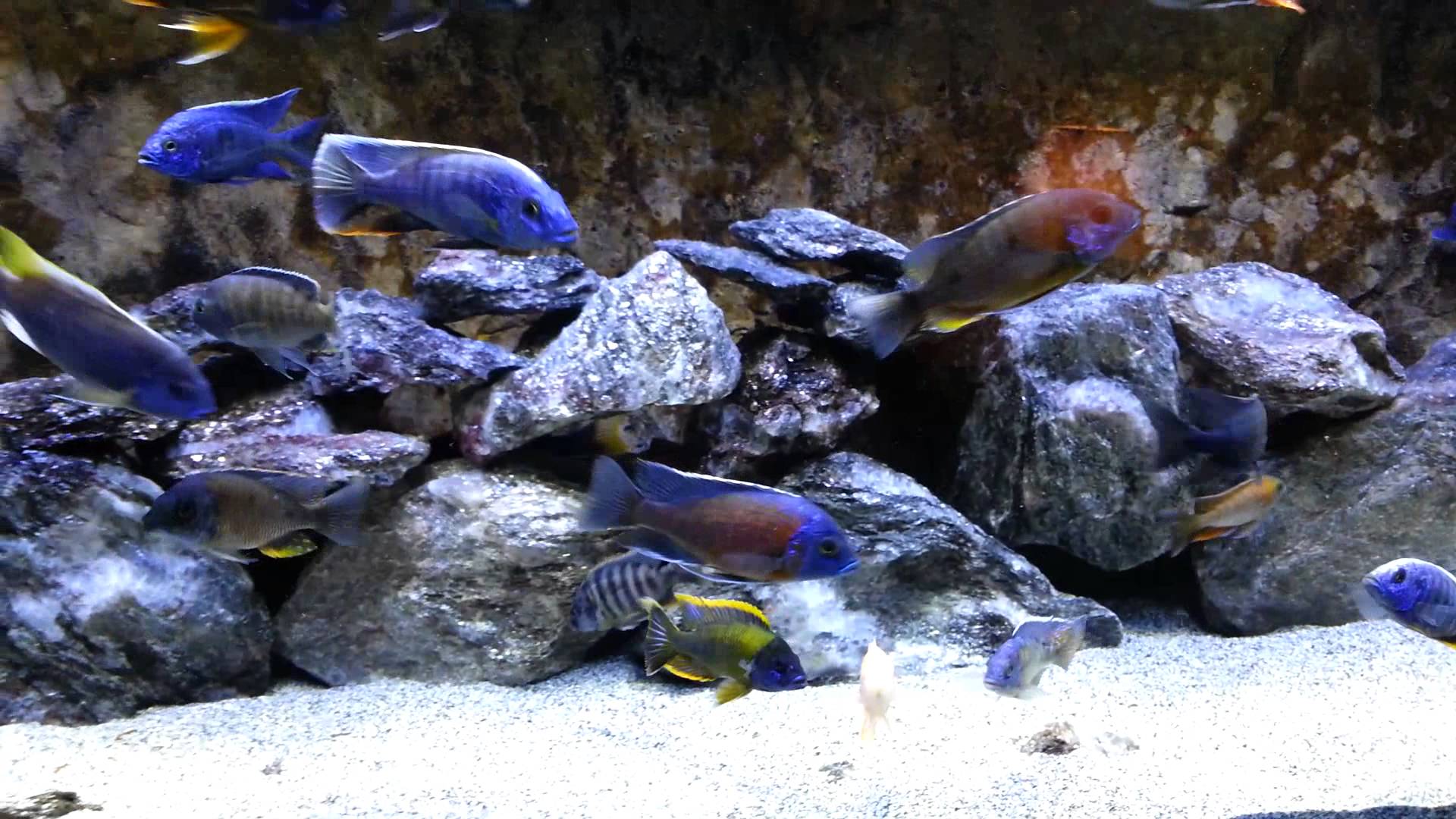 Back in the 120 show tank Lake Malawi cichlids