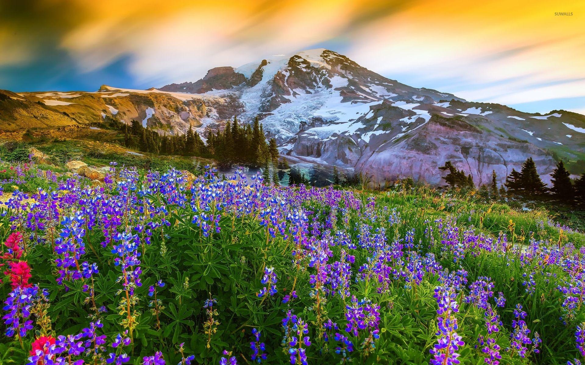 Download Mount Rainier Wallpaper Gallery