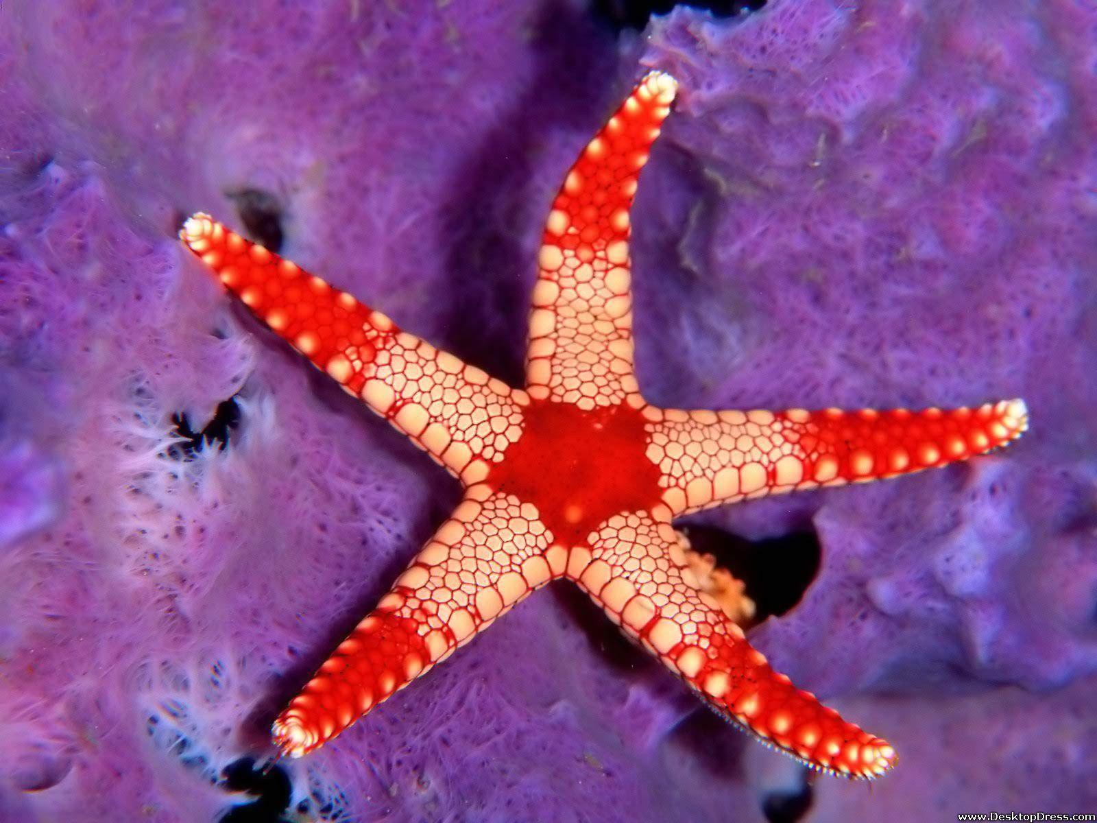 Desktop Wallpaper Animals Background Sea Star Palau