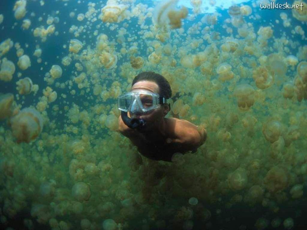 swimming through jellyfish in palau, micronesia. beautiful places