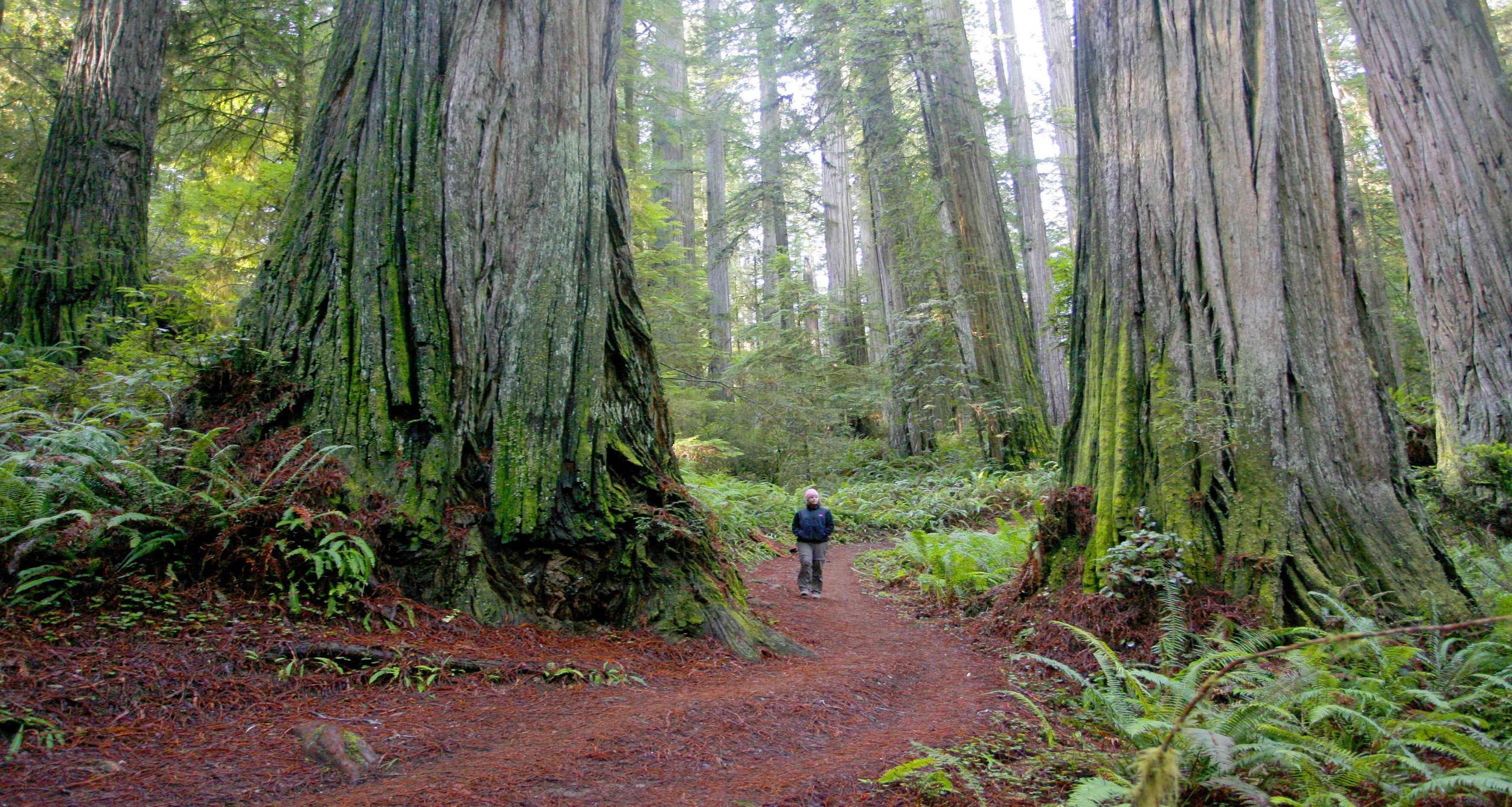 Nature Redwood National Park 1600x1200px