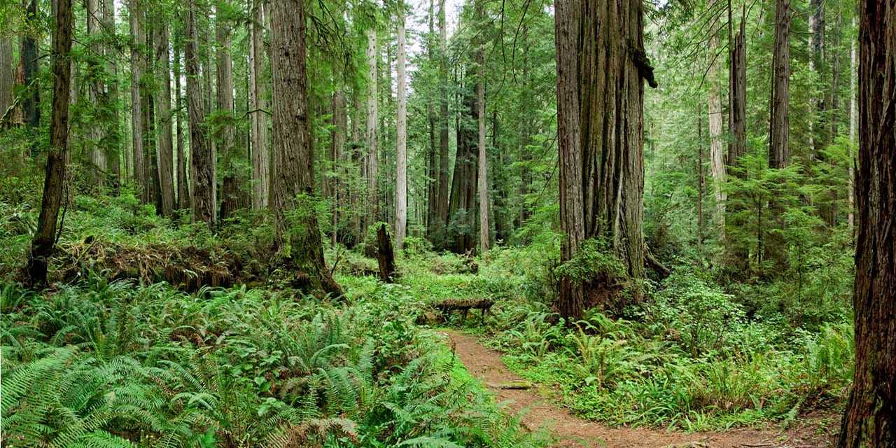 Redwood National Park