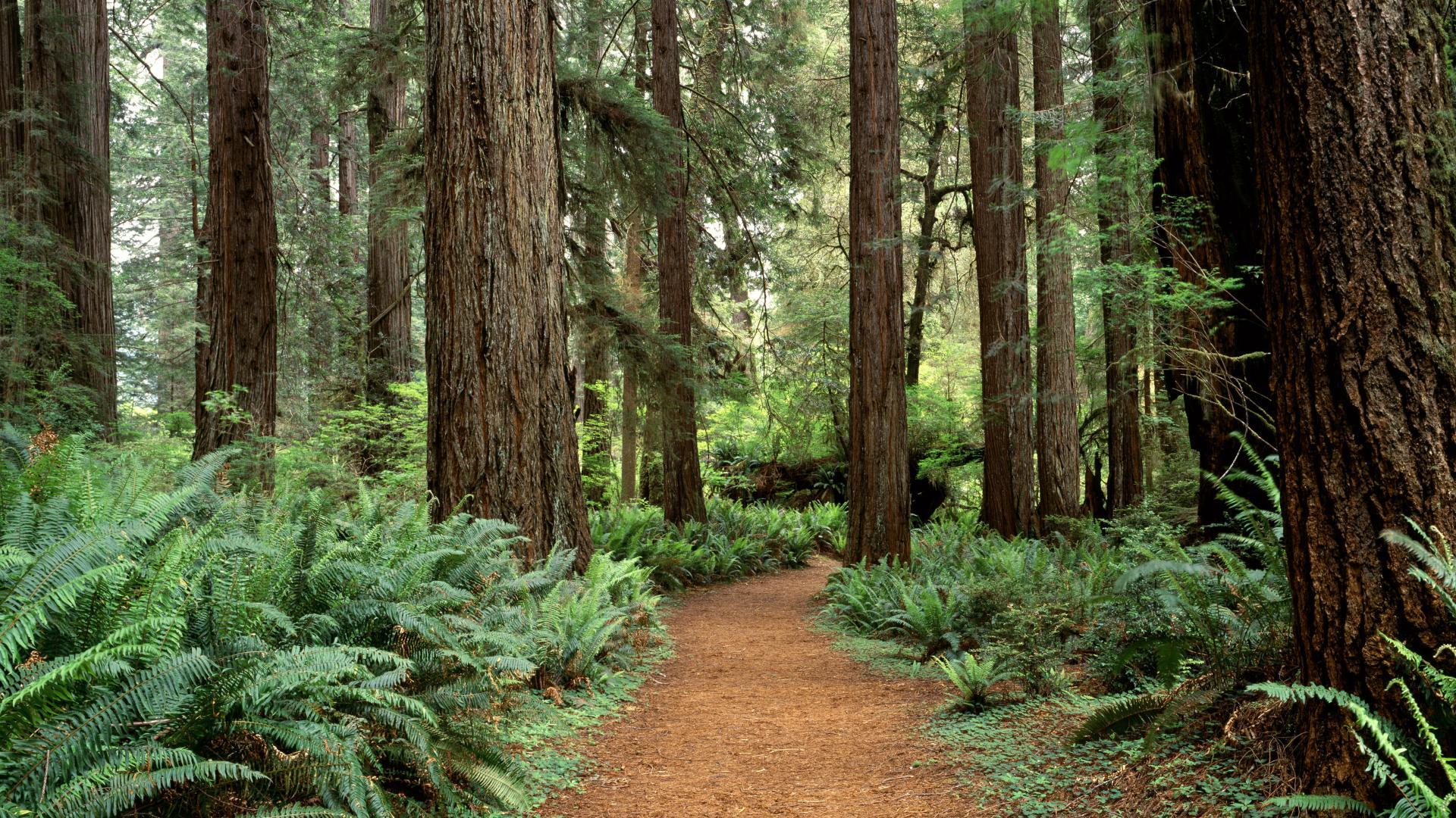 Great Sequoia National Park. Prairie Creek Redwoods State Park