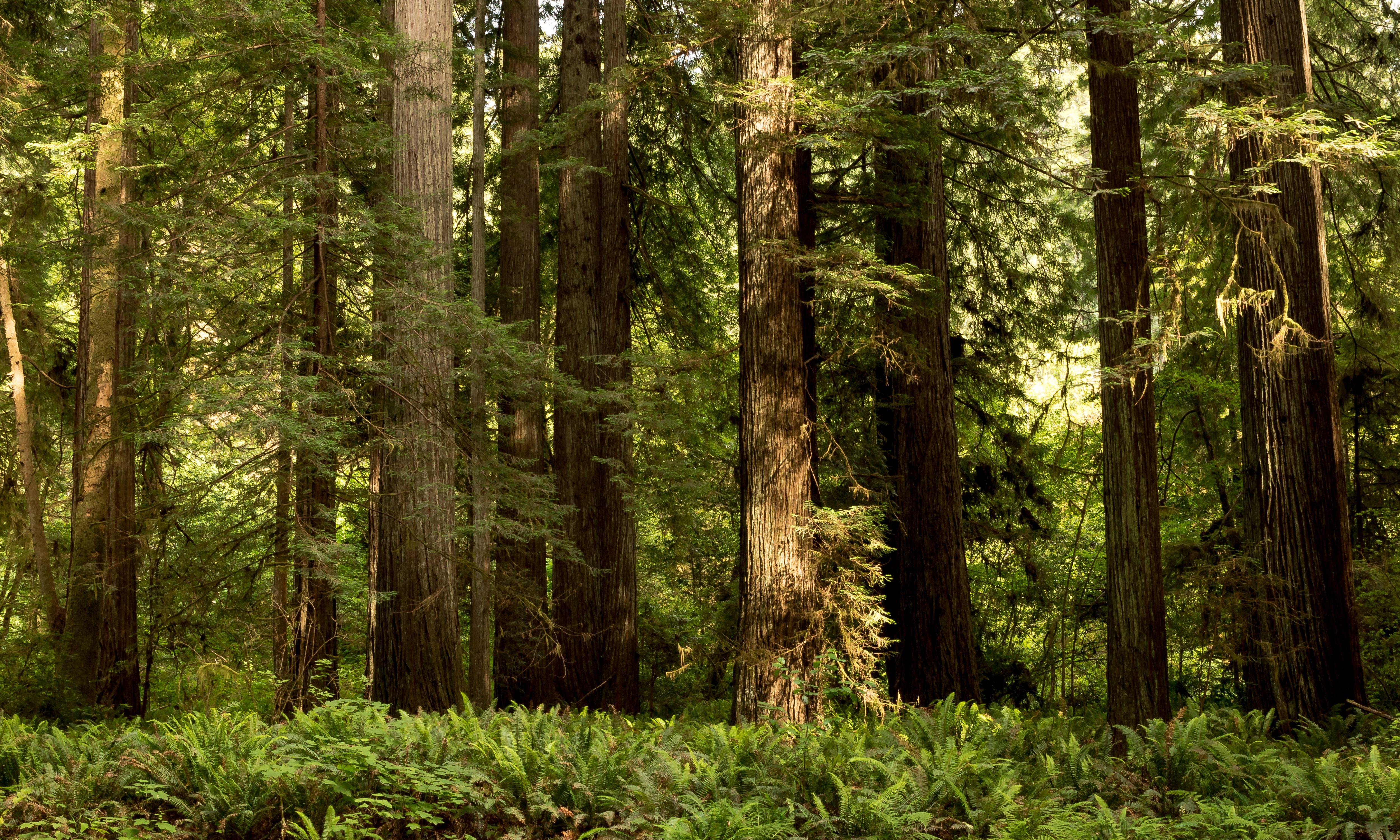 Wallpaper California USA Redwood National State Parks Nature