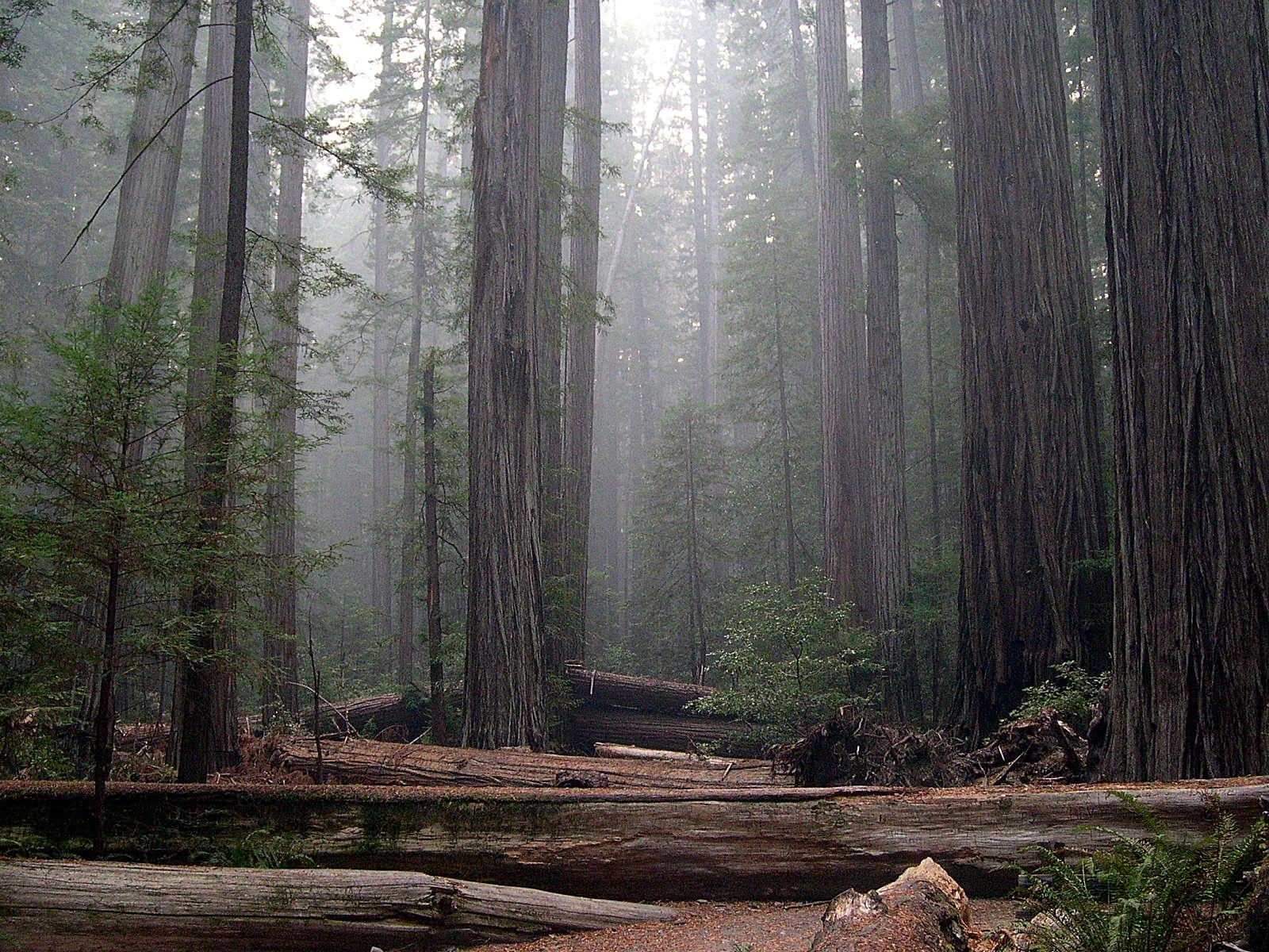 Redwood National Park! Free Lifestyle