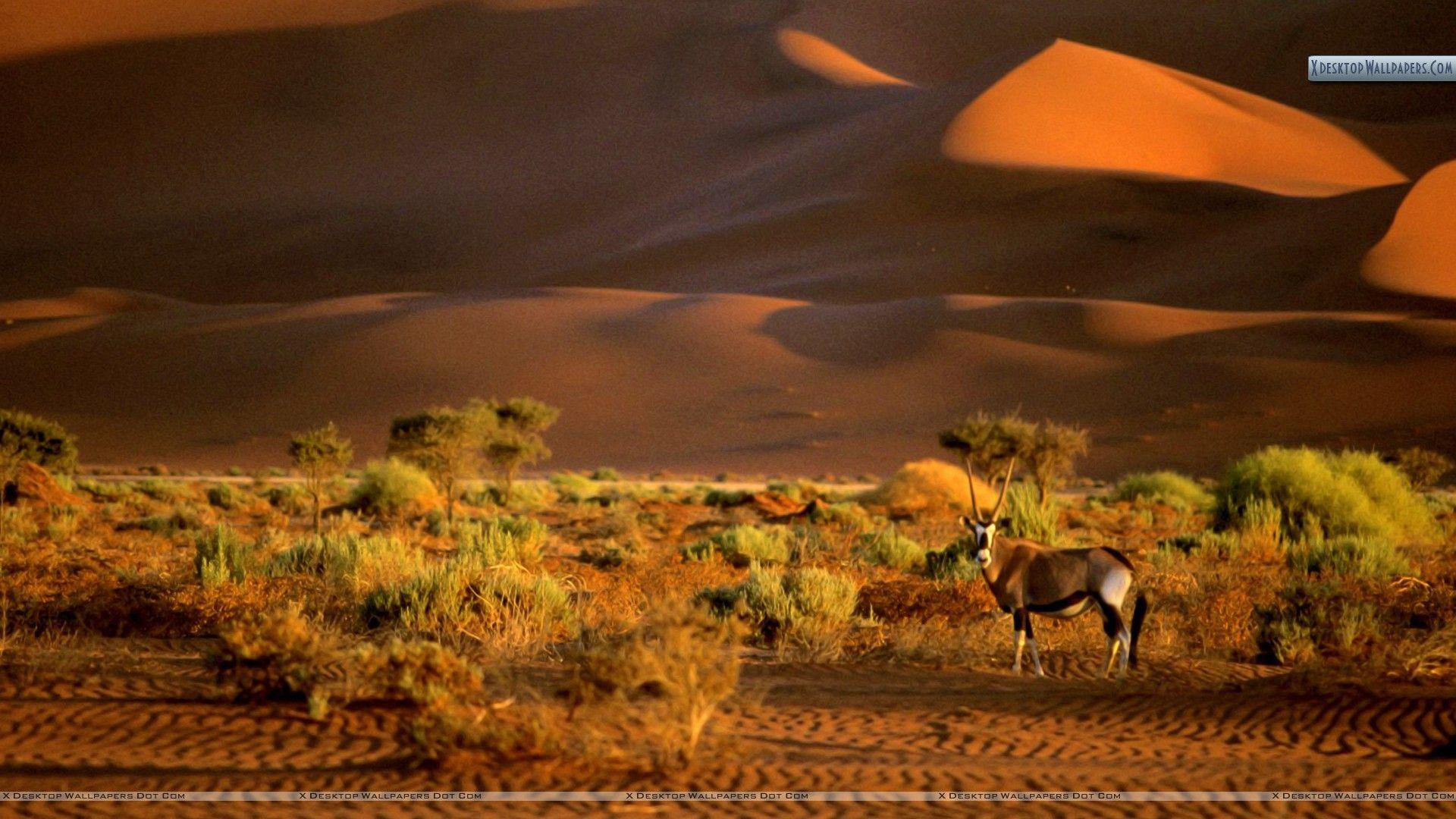 Oryx, Namibia, Africa Wallpaper