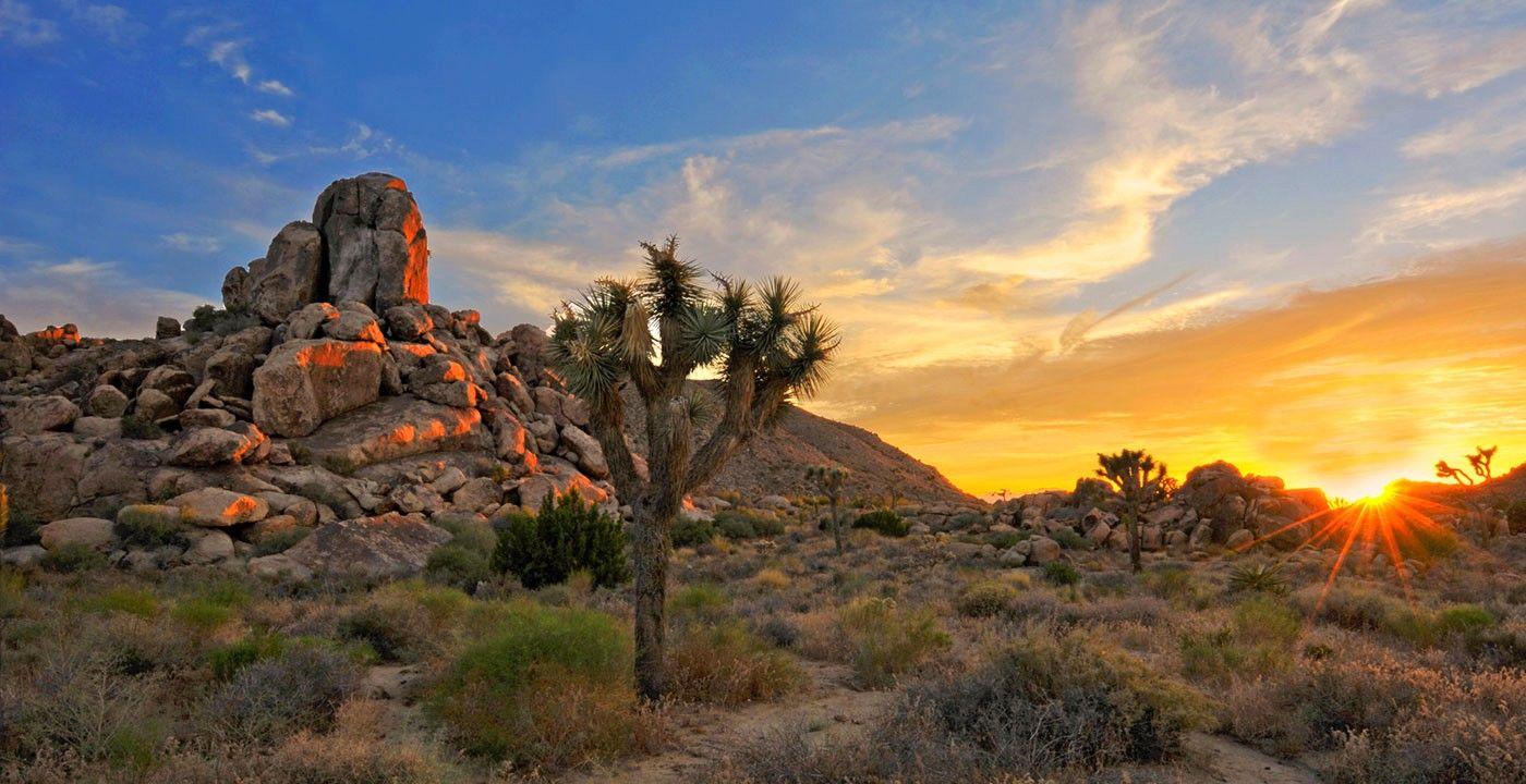 1798x1200px Joshua Tree National Park (575.09 KB).08