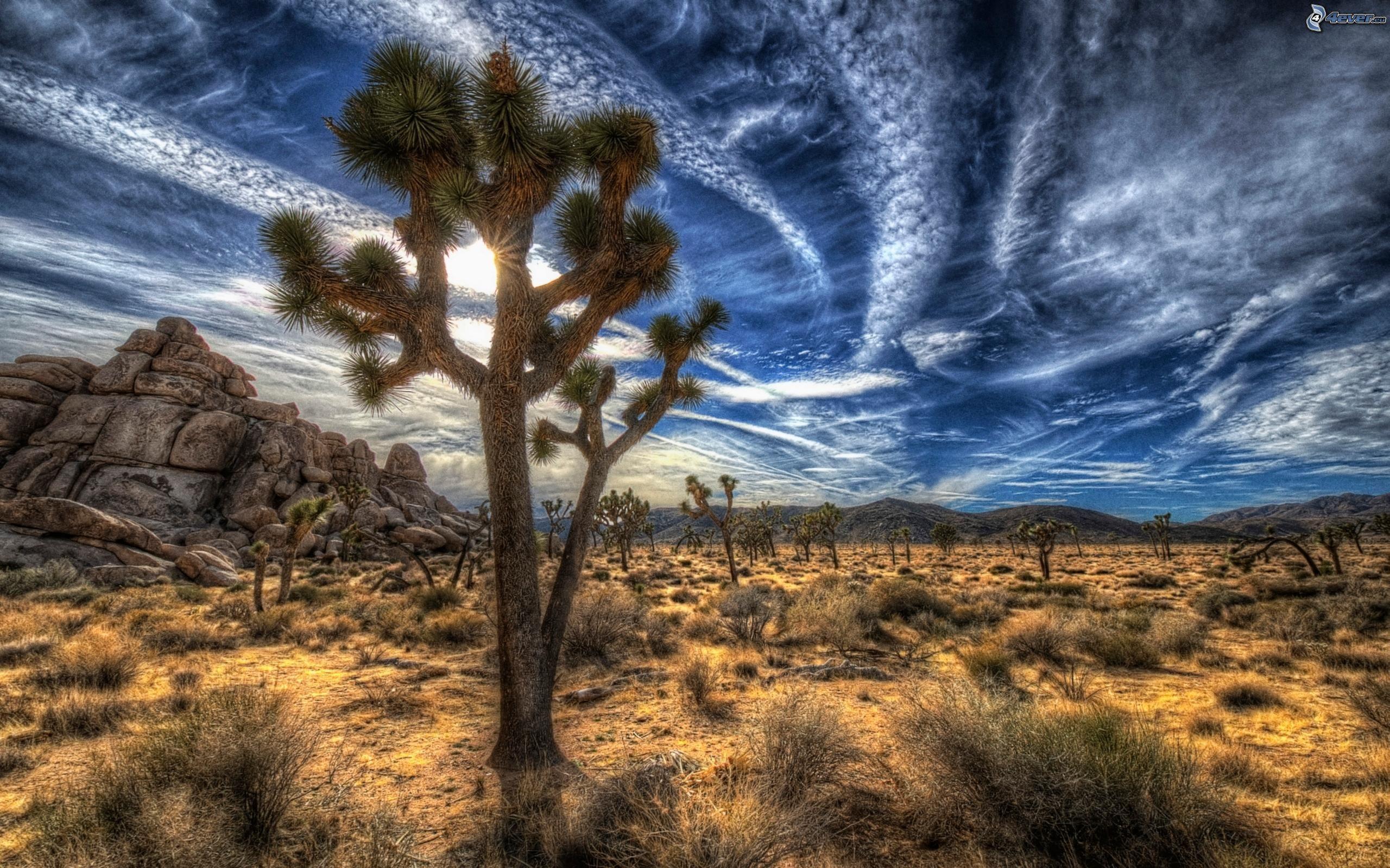 Joshua Tree National Park