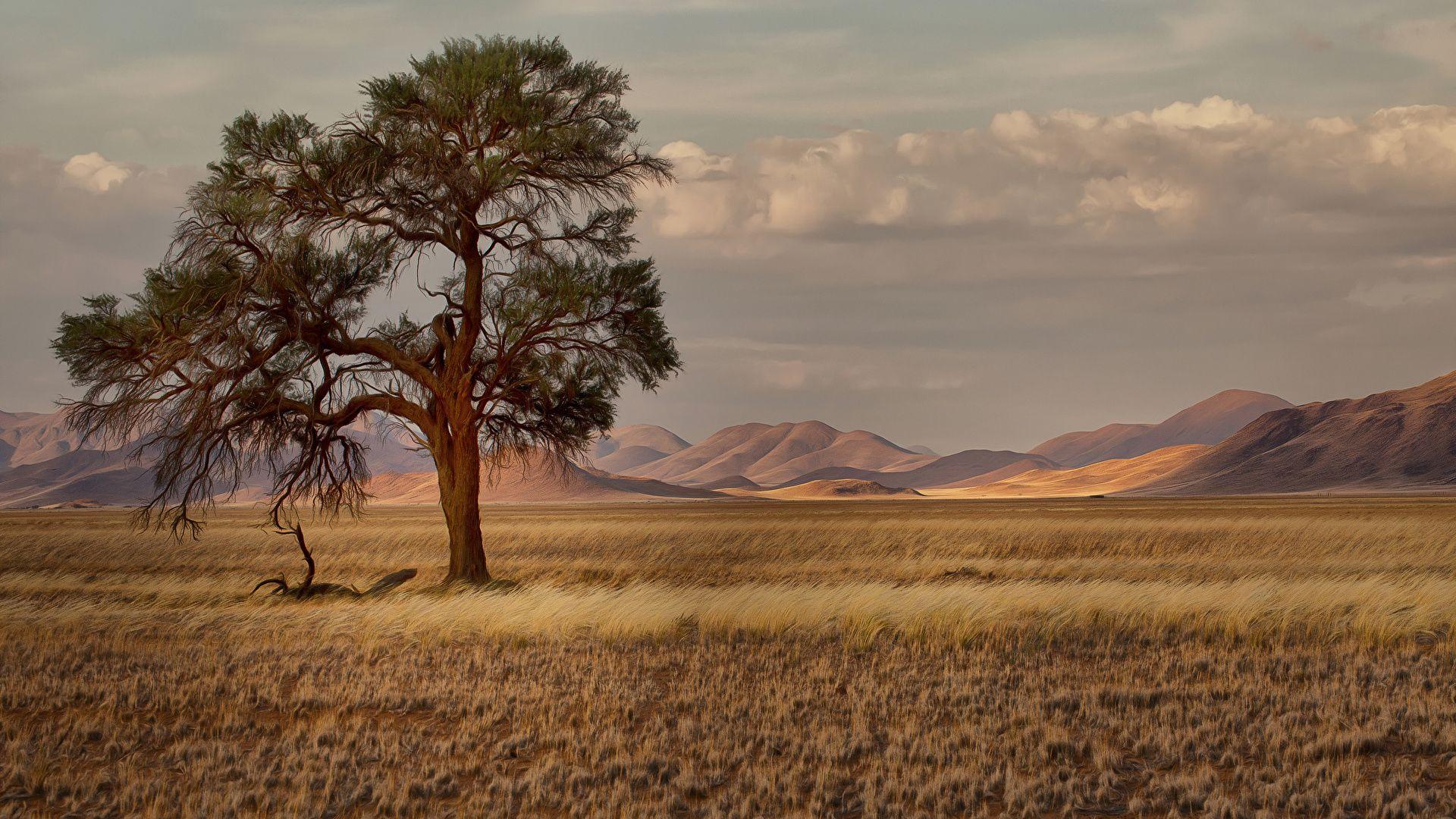 Wallpaper Namibia Nature Meadow Grass Trees 1920x1080