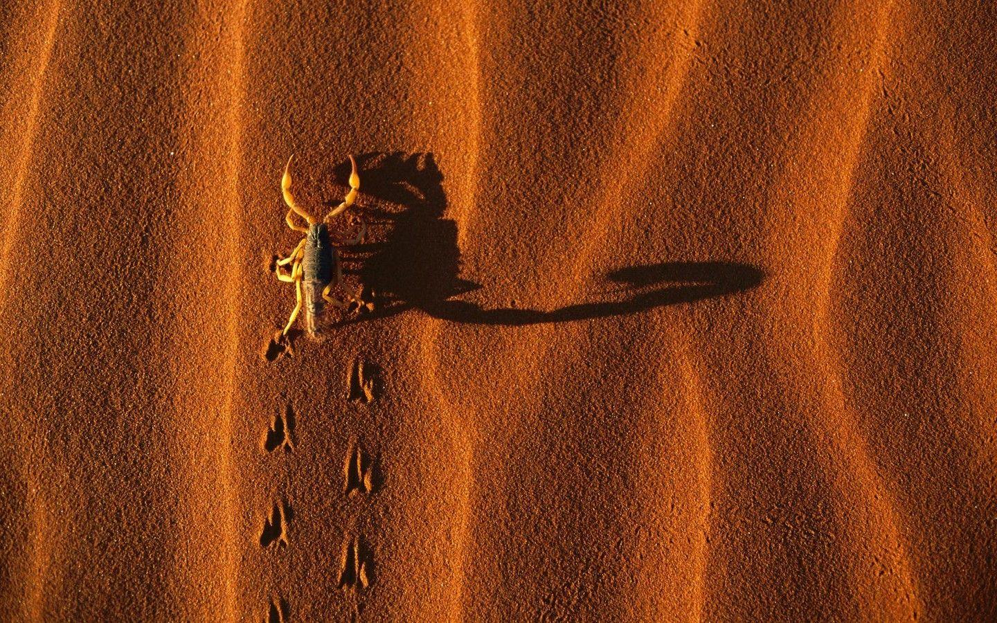Namibia national park landscapes scorpions shadows wallpaper
