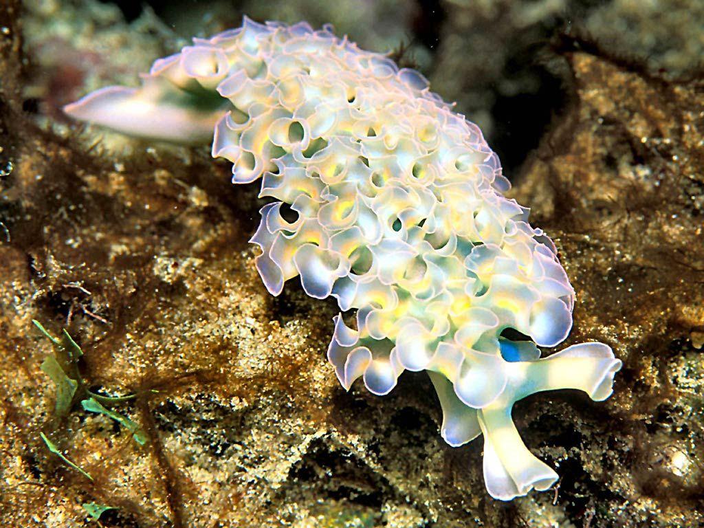 Free Sea Slug Wallpaper download