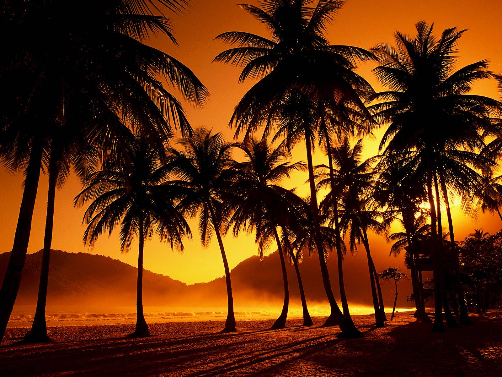 Palm Trees Silhouette HD desktop wallpaper Widescreen High. HD