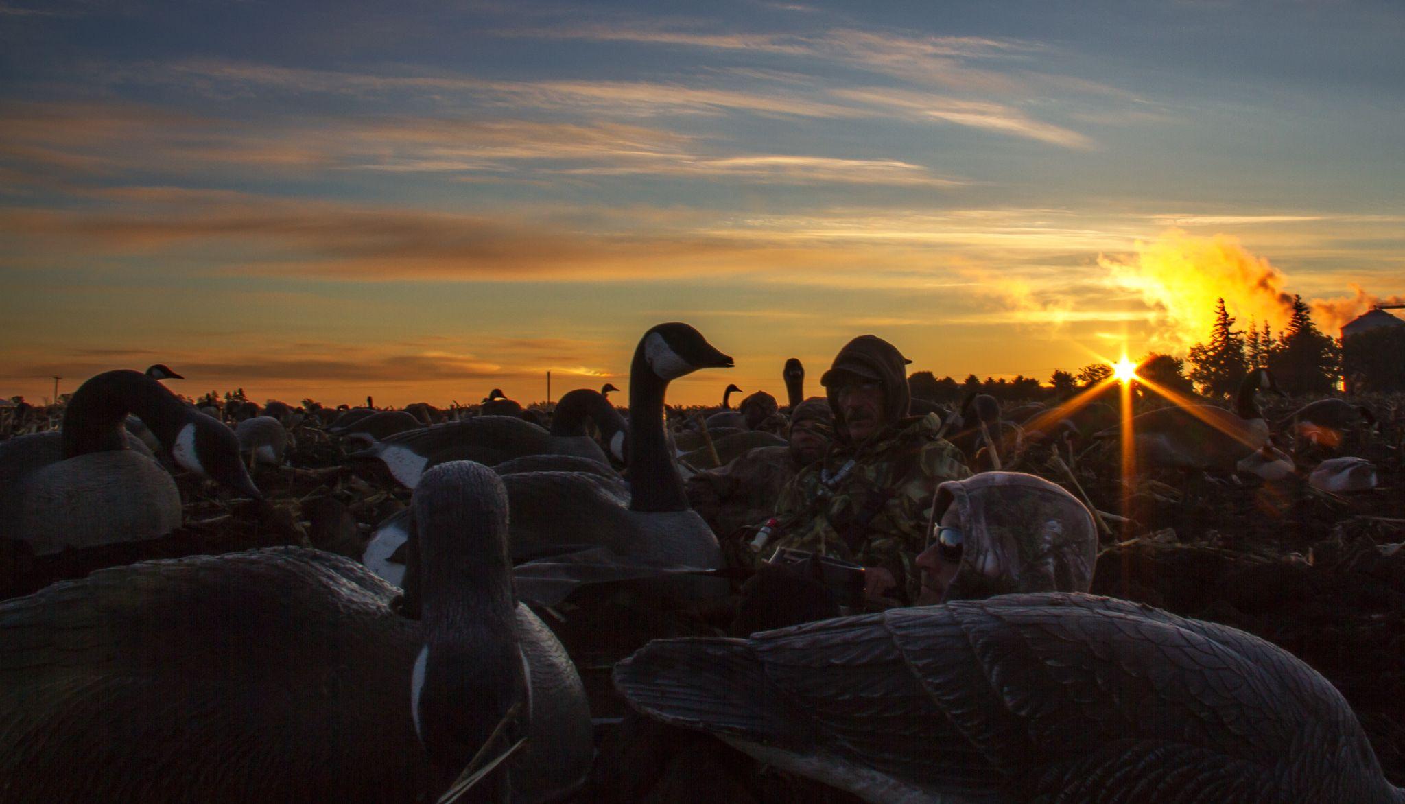 Goose Hunting Wallpaper