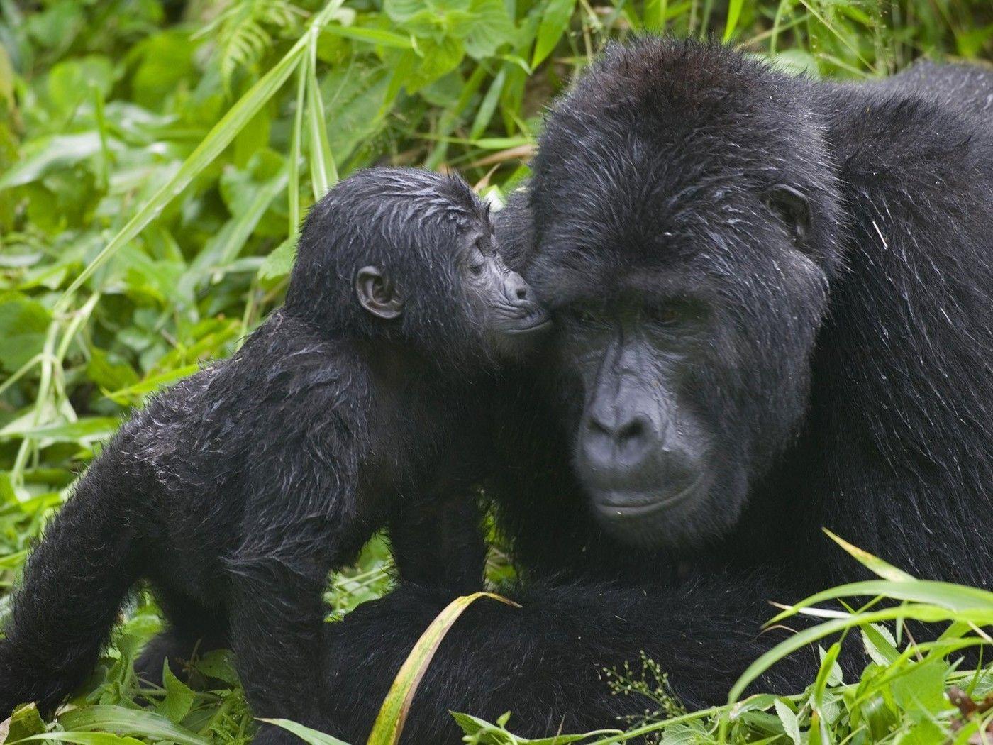 National park uganda animals baby gorillas wallpaper