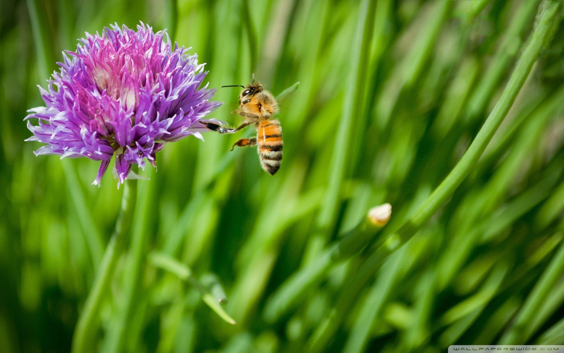 Little Honey Bee ❤ HD Desktop Wallpaper for 4K Ultra HD TV • Dual