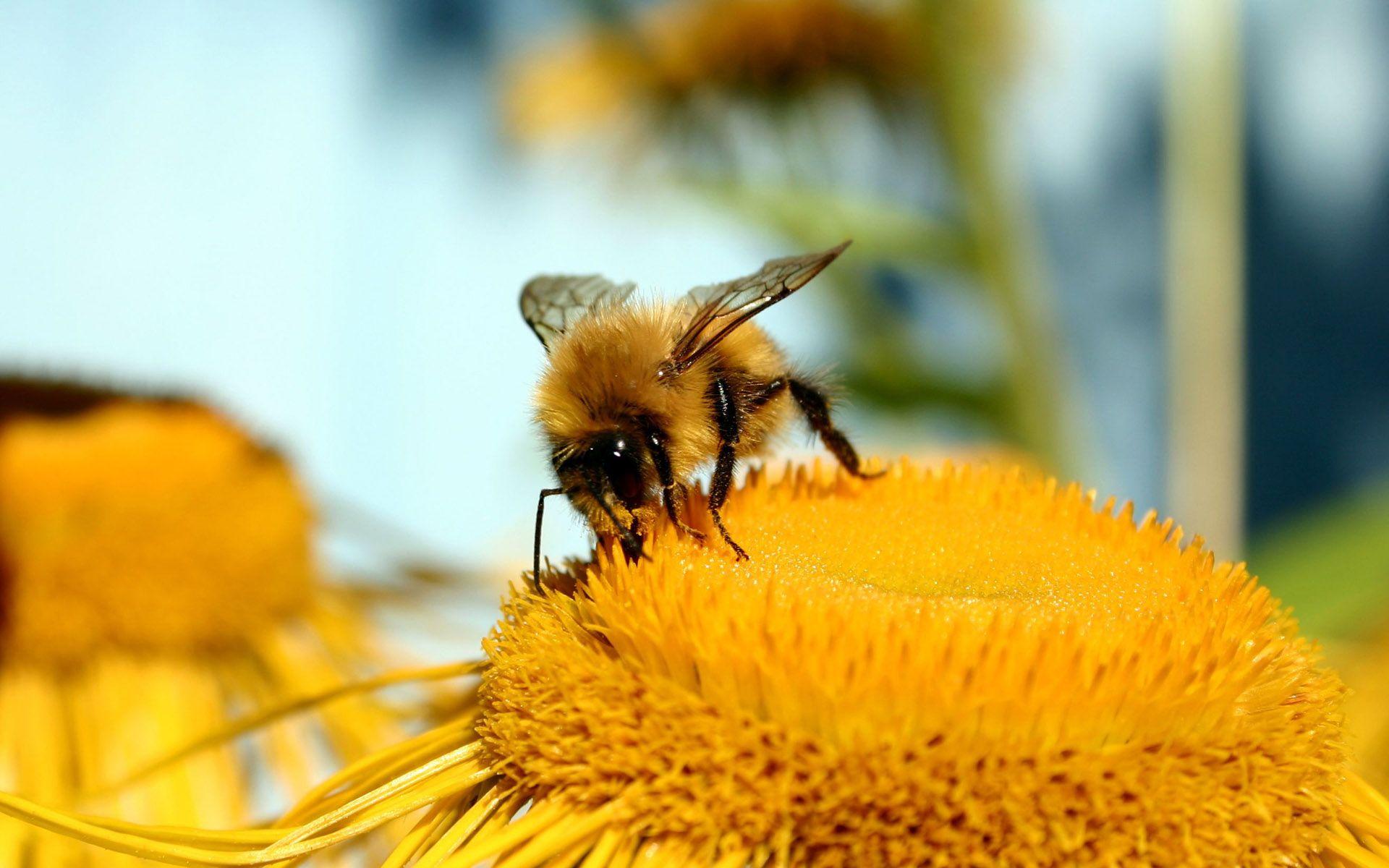 Honey Bee Desktop Wallpaper 10642 1920x1200