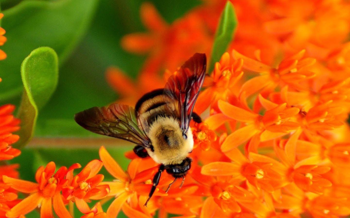 Bees Wallpaper Apps on Google Play