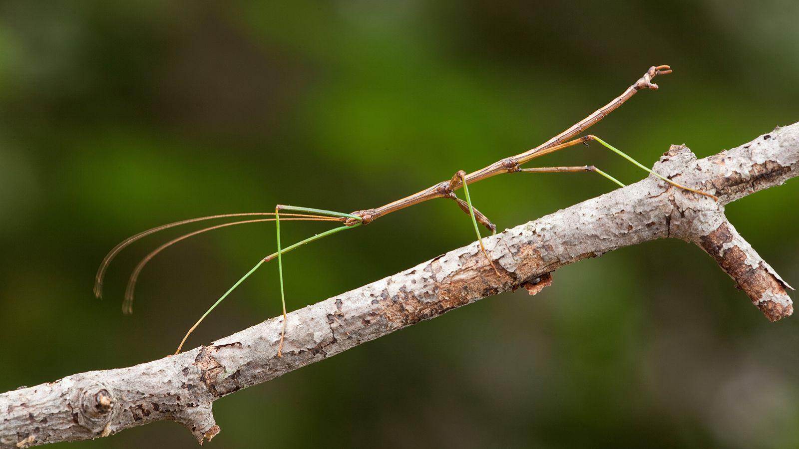 Stick Insect Animal Profile