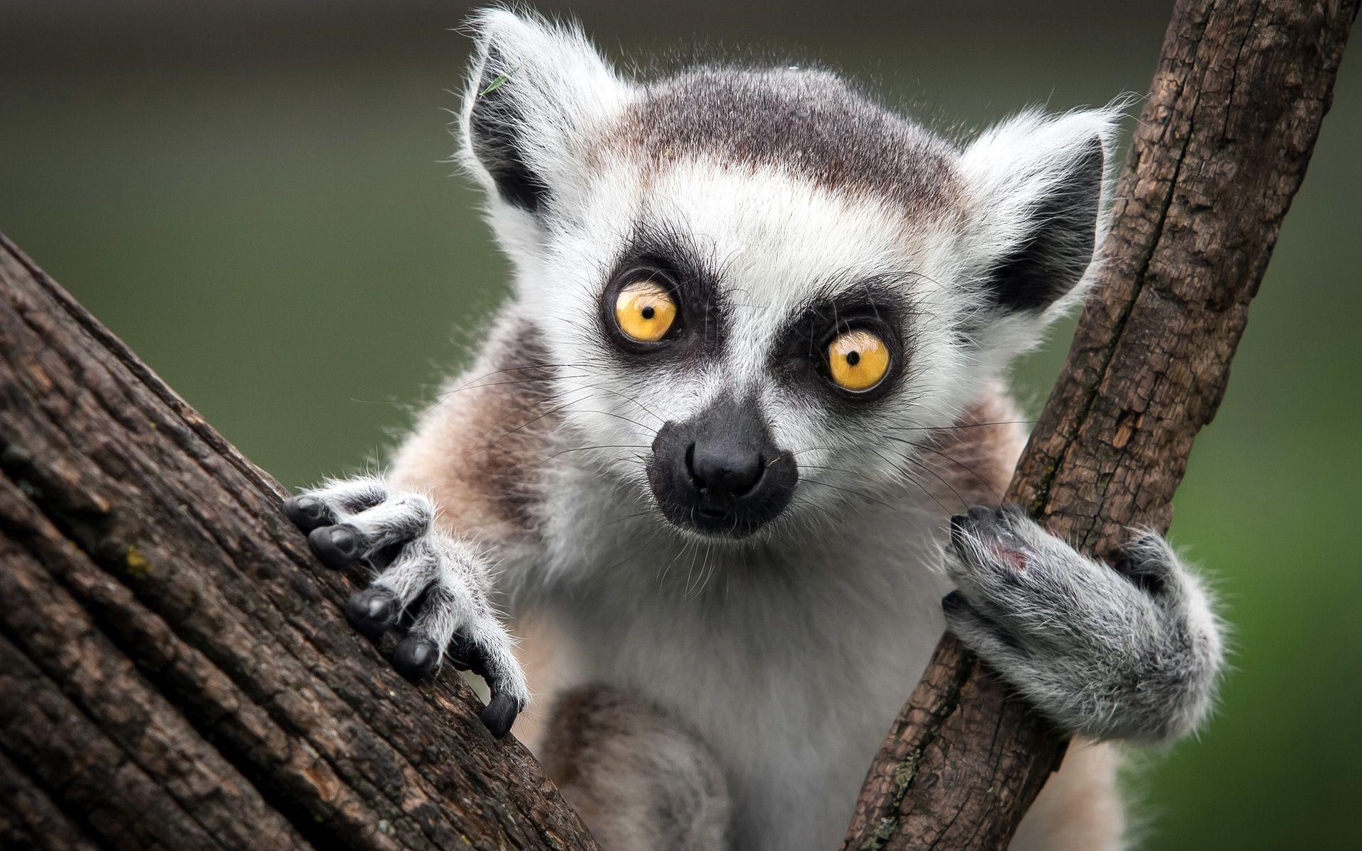 Lemur Hd Wallpaper Free Download Animals 1920×1200