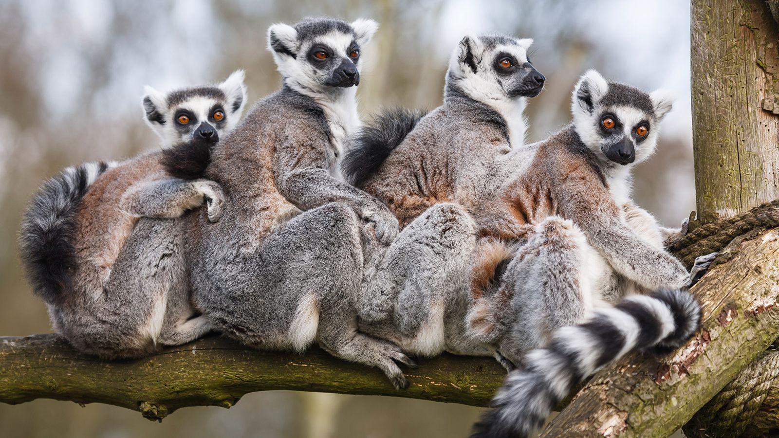 Ring Tailed Lemur in Tree (34 Wallpaper)