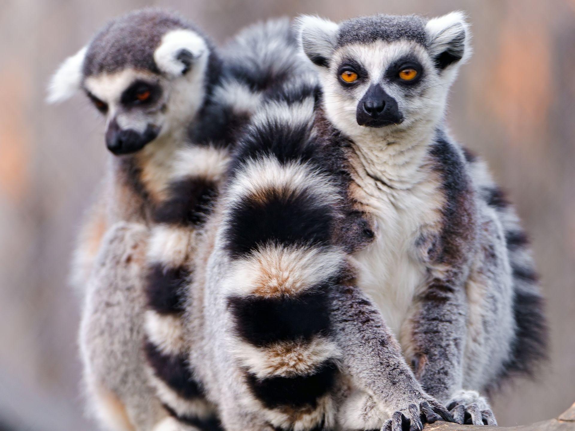 Lemur Full HD Wallpaper and Backgroundx1440