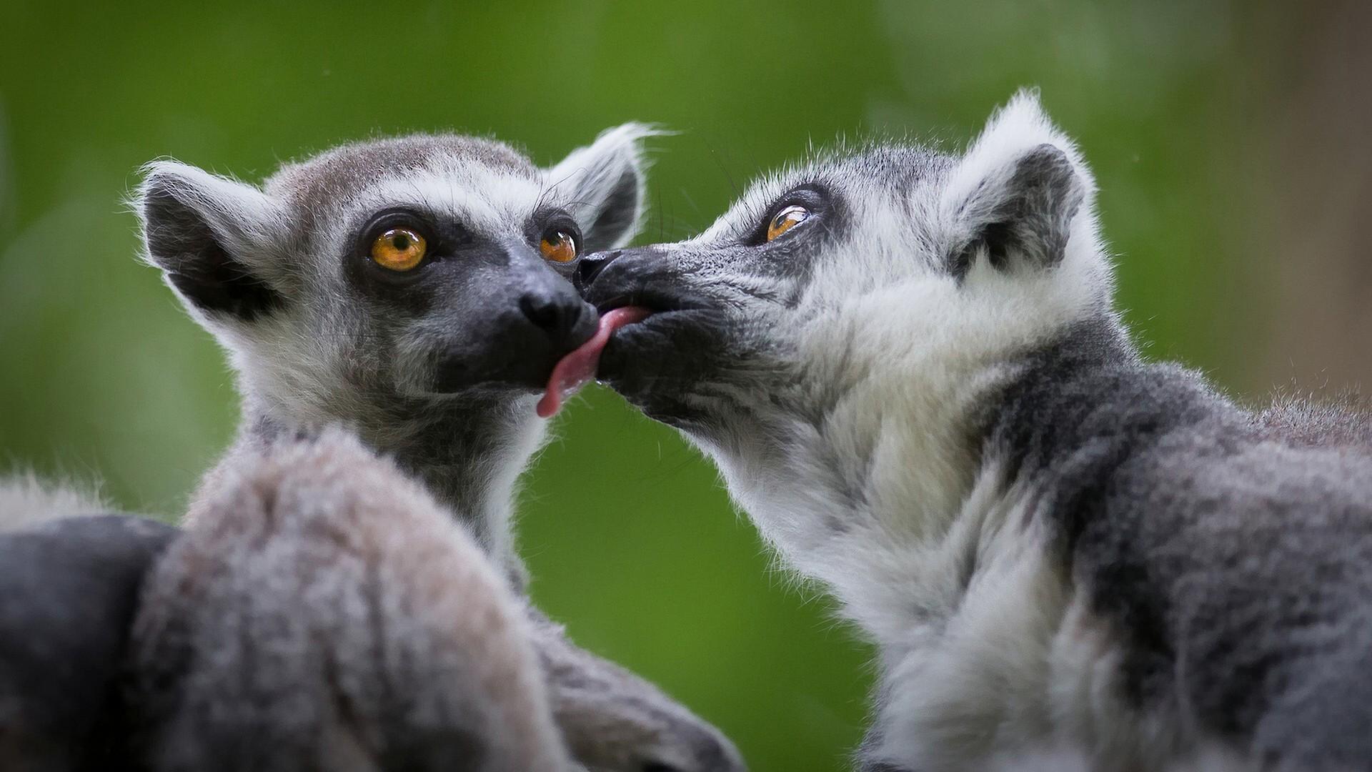 Cute Lemurs Kissing Wallpaper. Wallpaper Studio 10