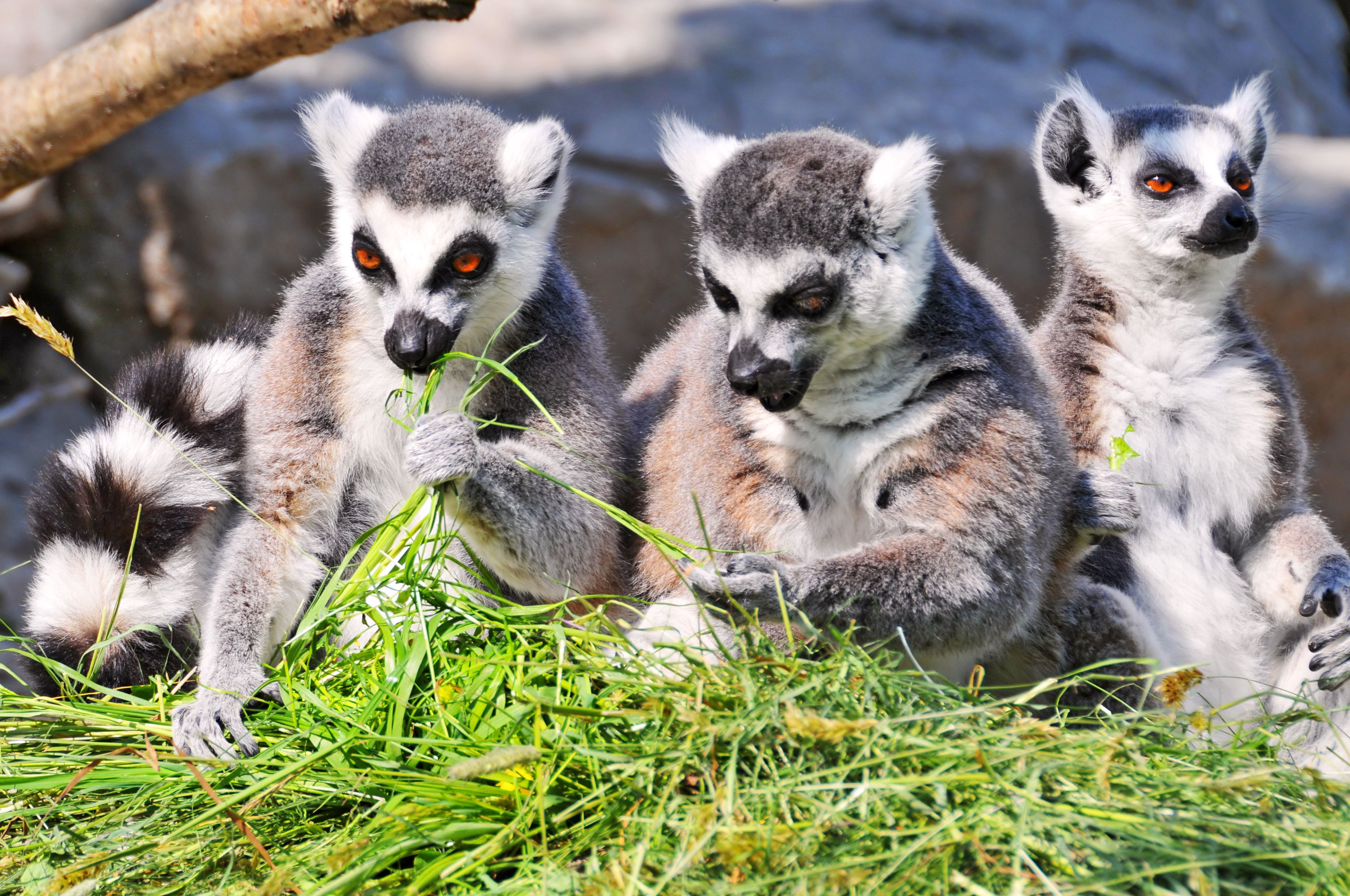 Cute Lemurs Full HD Wallpaper. Animals Wallpaper