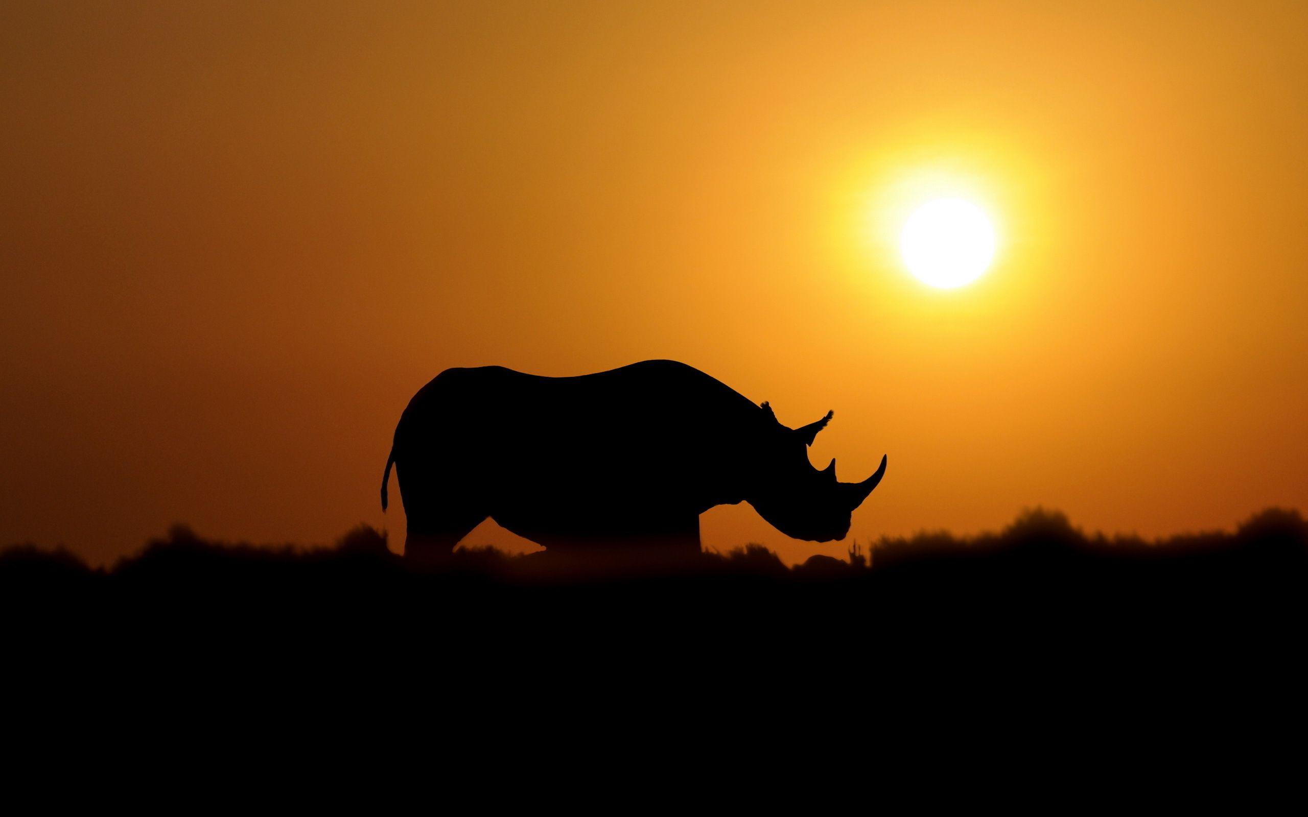 Sunset, Rhino, High, Definition, Wallpaper, Desktop, Background