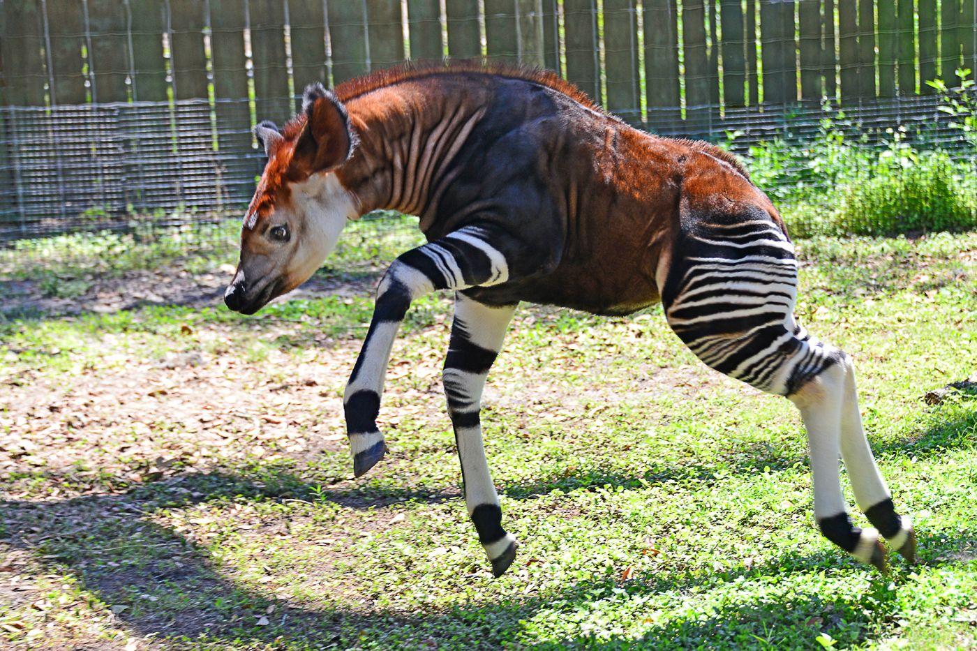 Okapi Wallpaper. Animals Wallpaper Gallery