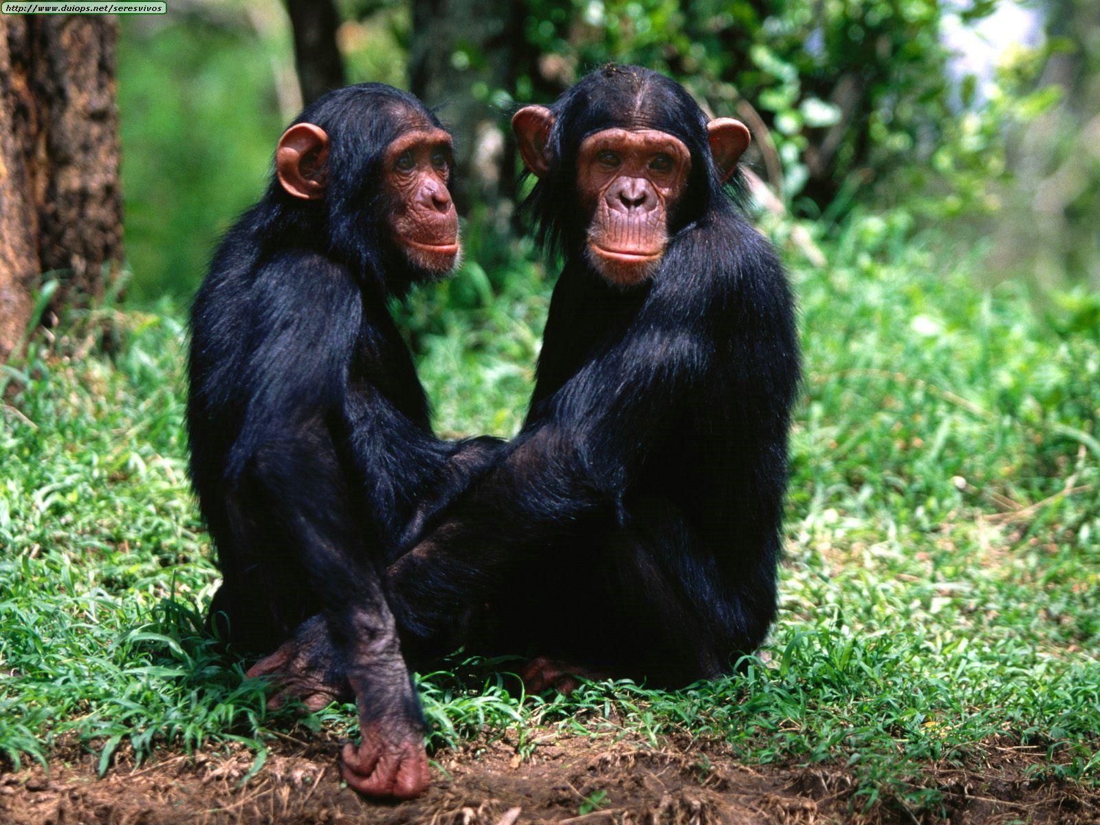 Chimpanzees Wallpaper Cute and Docile