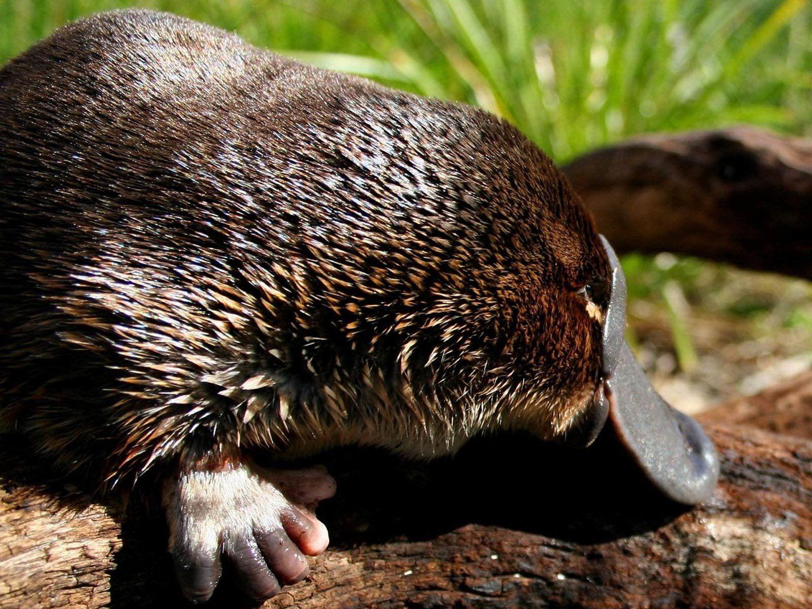 Platypus HD Wallpaper