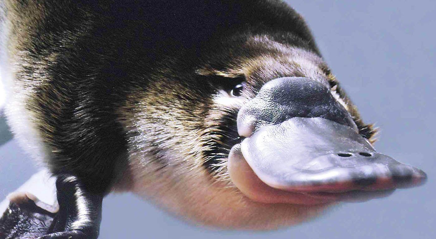 Platypus Wallpaper