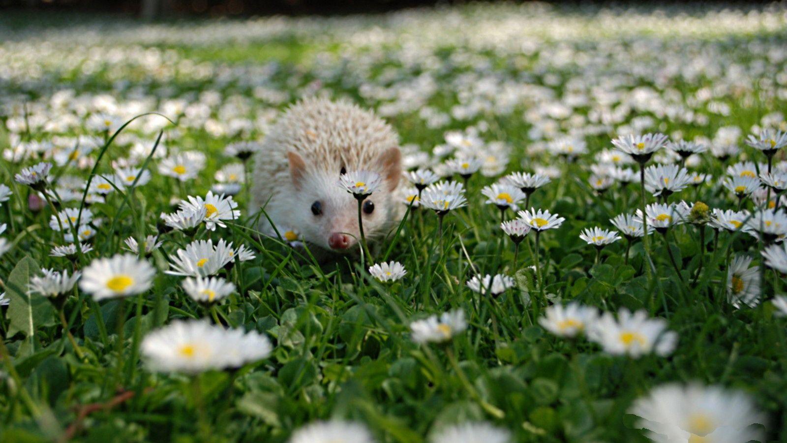 Hedgehog HD Wallpaper