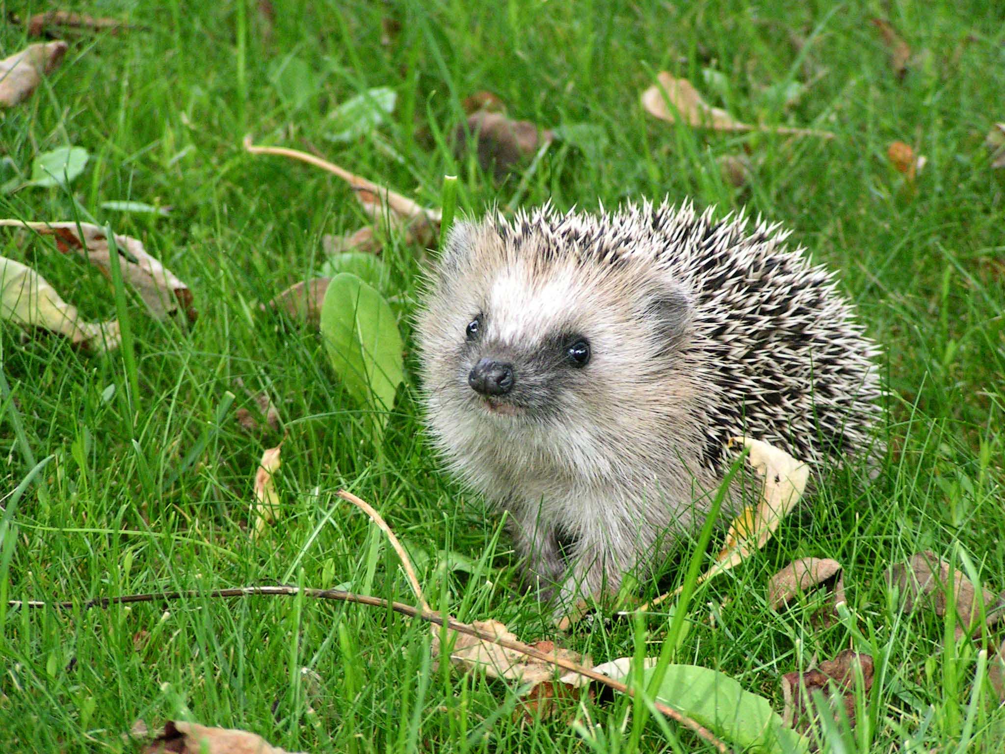 This Hedgehogs Desktop Wallpaper
