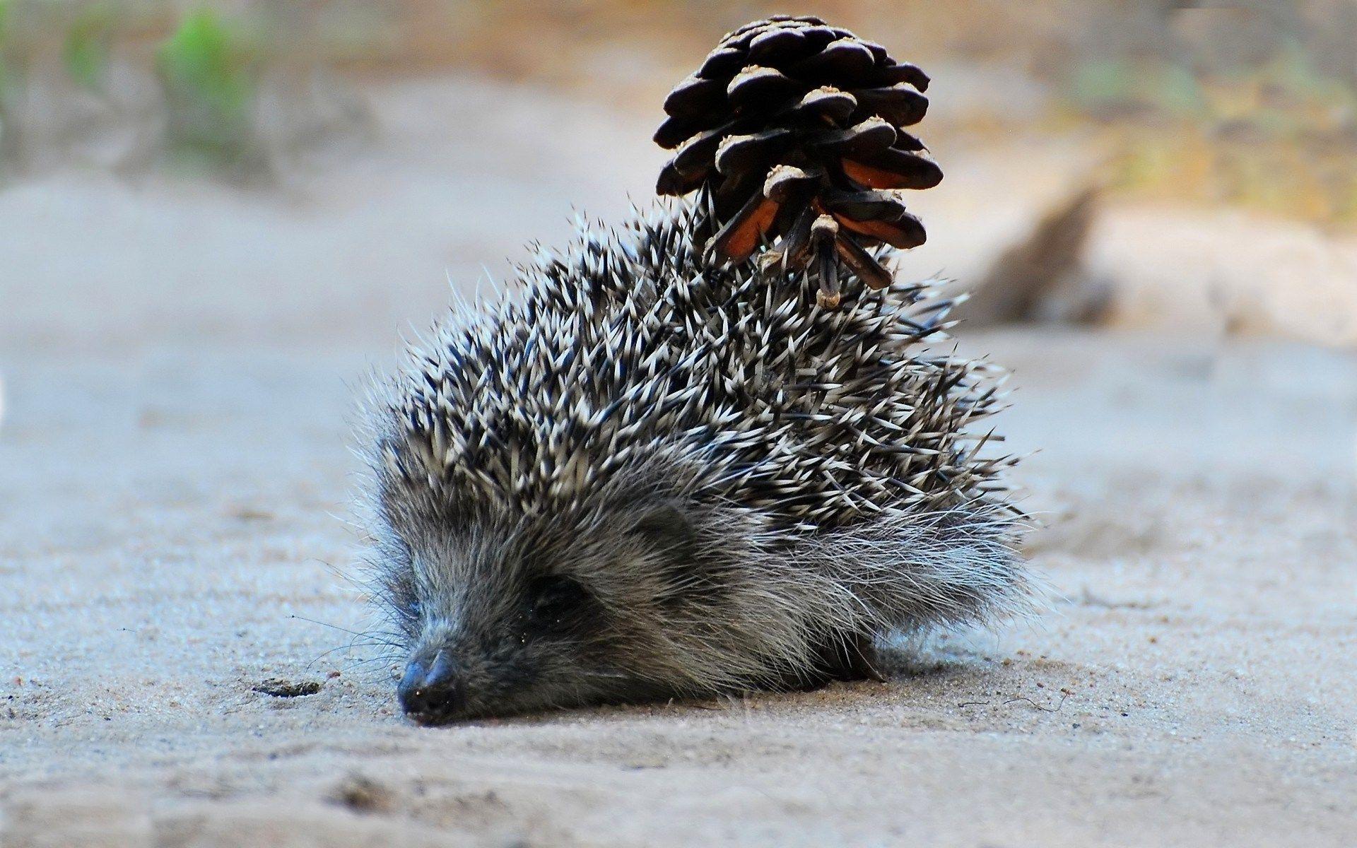 widescreen background hedgehog. scream