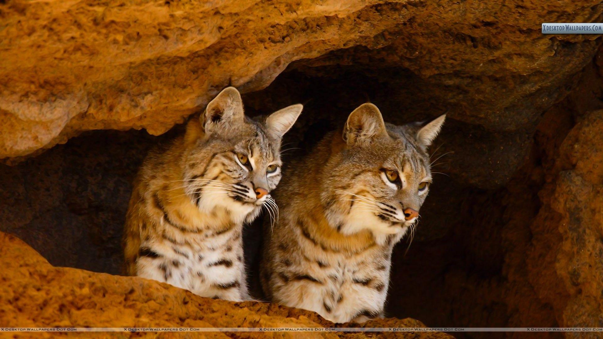 Bobcats, Tucson, Arizona Wallpaper