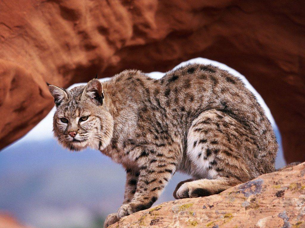 Bobcat Wallpaper