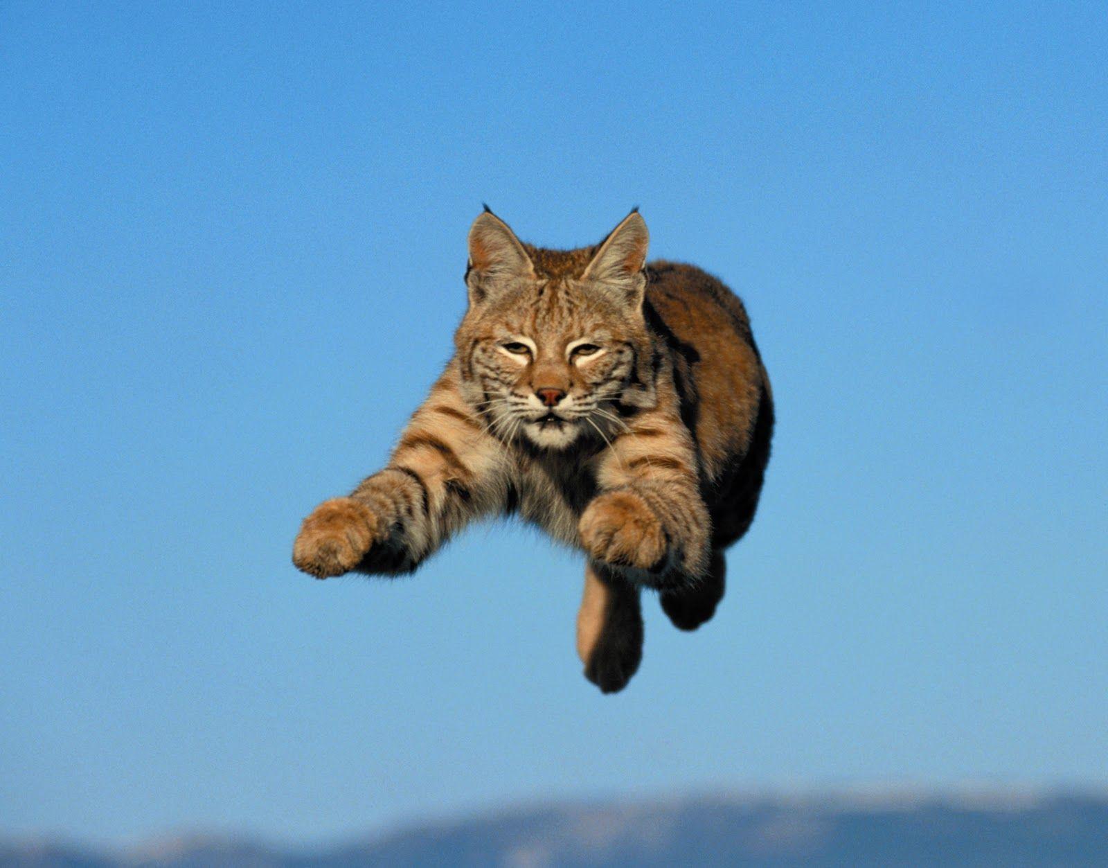 Bobcat wallpaper, Animal, HQ Bobcat pictureK Wallpaper