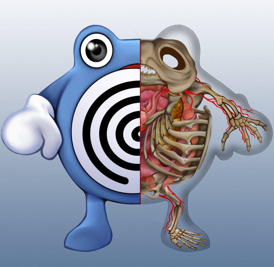 Poliwhirl Anatomy By Christopher Stoll