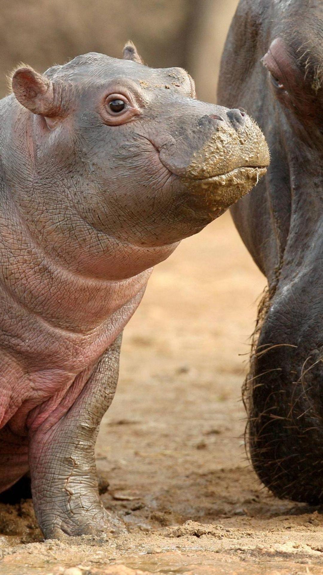 Baby Hippo Wallpaper