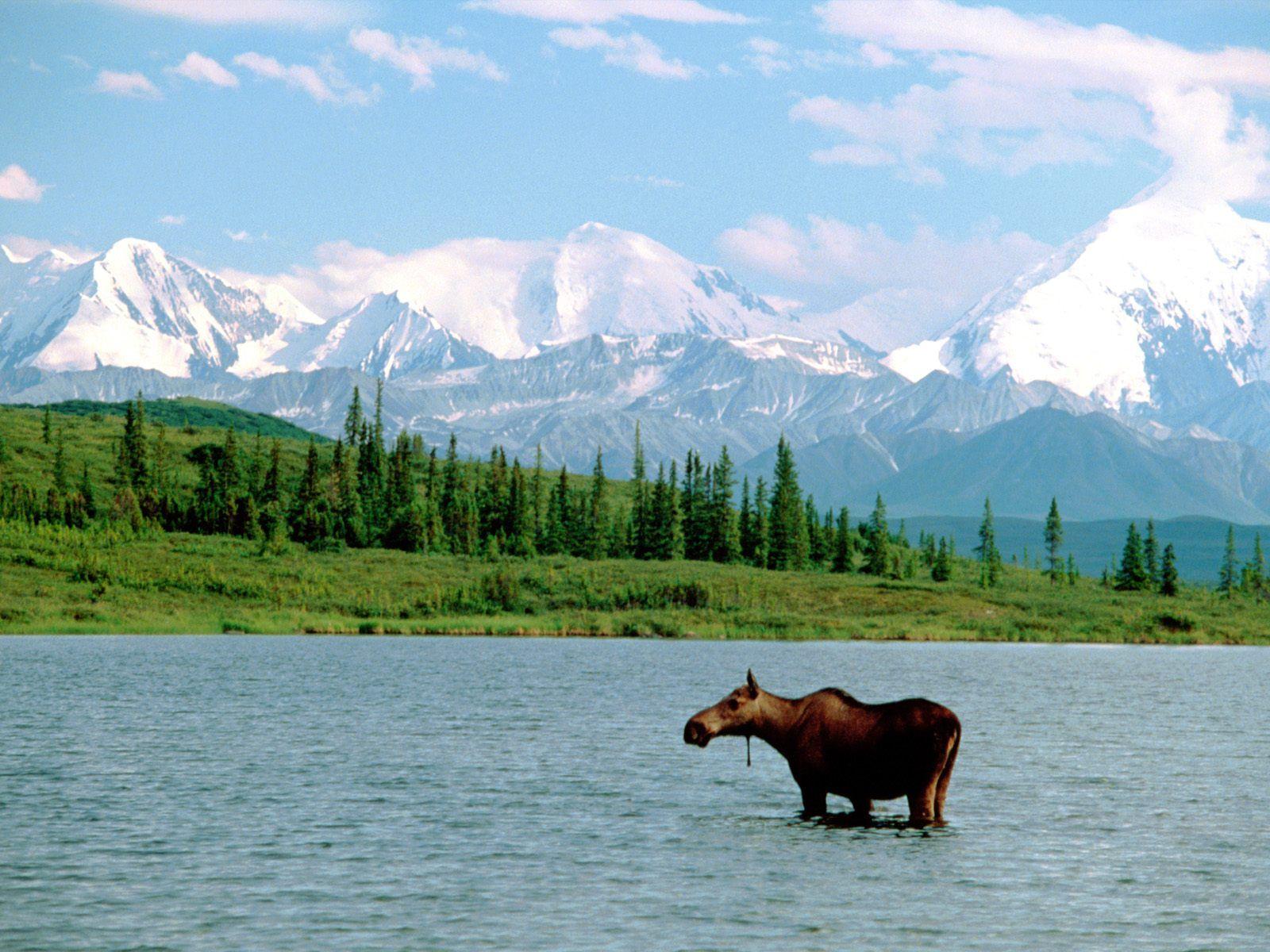 Denali National Park. ., Denali National Park Wallpaper