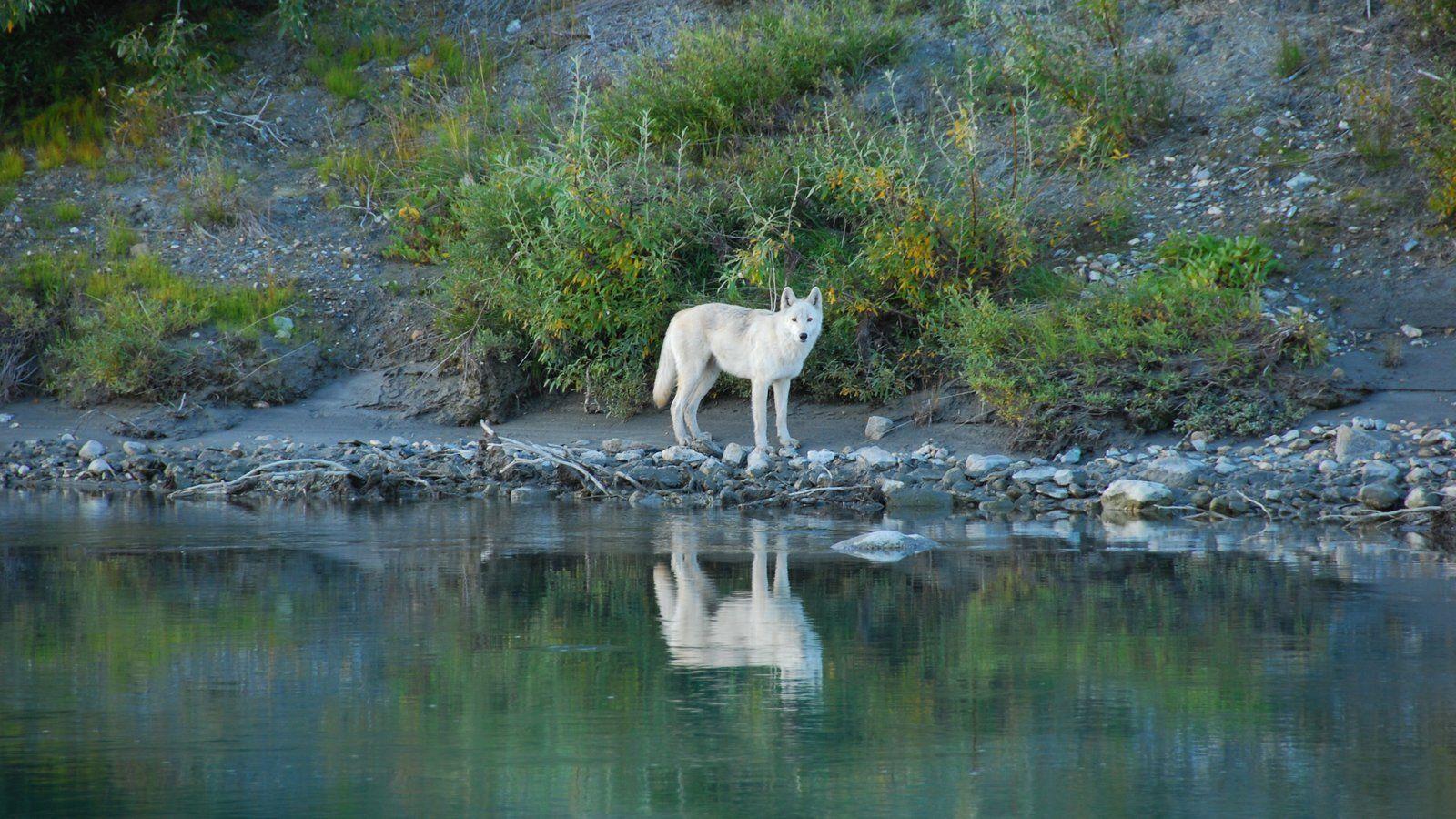 Animal Picture: View Image of Gates of the Arctic National Park